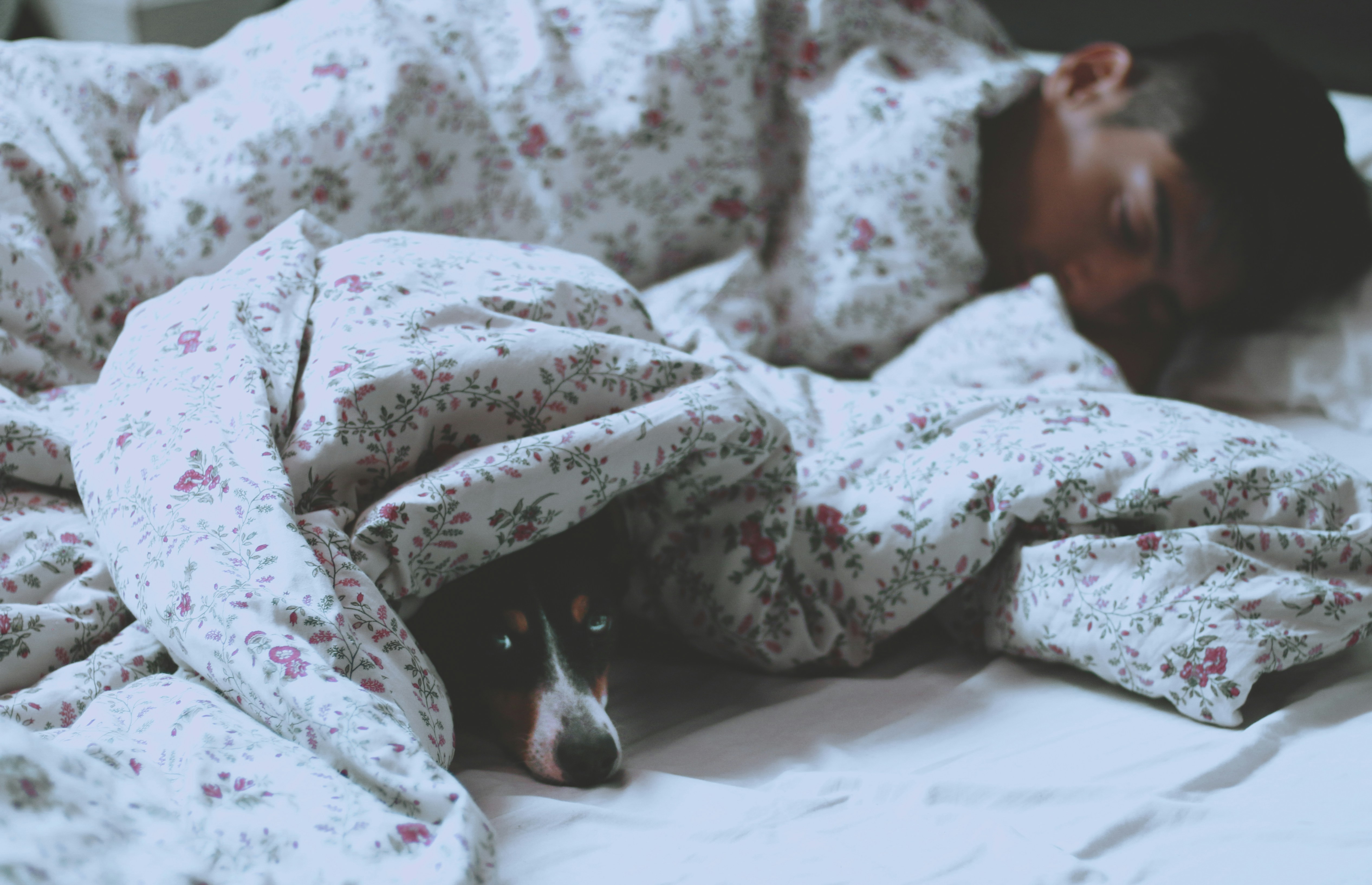 ベッドの中で1人の人と犬が寝ている